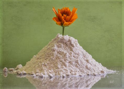 Flour Flower 